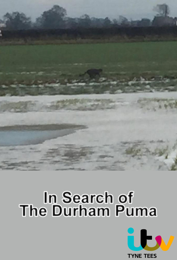 In Search of The Durham Puma