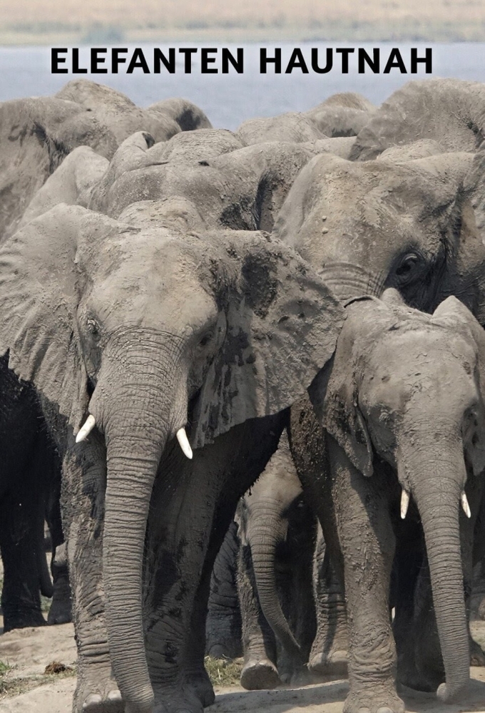 Elephants up close